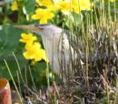 LITTLE BITTERN